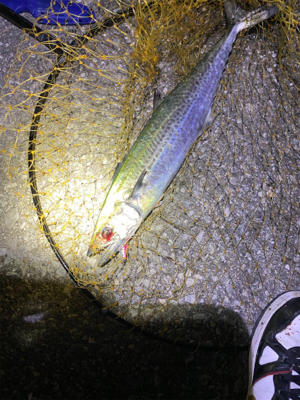 サゴシからのサワラ