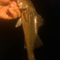 サイト豆シーバス