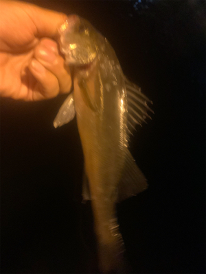 サイト豆シーバス