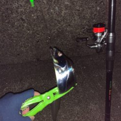 太刀魚ちゃんゴメンなさい