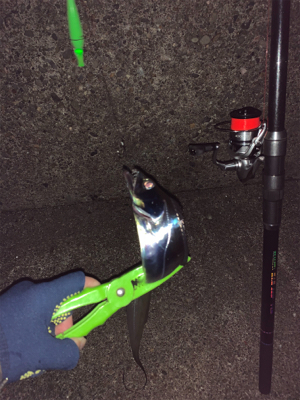 太刀魚ちゃんゴメンなさい