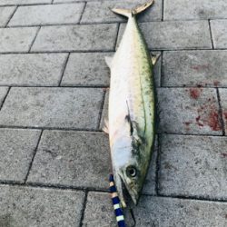 コスモスクエア釣果