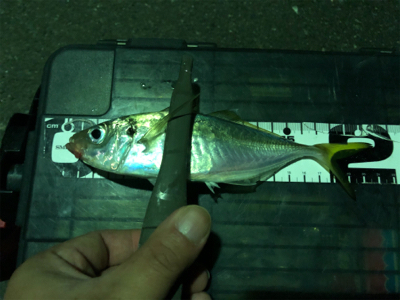 ギリ中アジ連発( ・∇・)