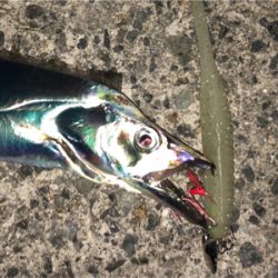 沖堤は今が釣り頃ですよ〜