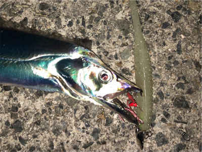 沖堤は今が釣り頃ですよ〜