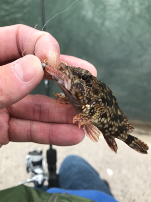 暇つぶしにライトゲーム