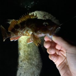 メバリング調査