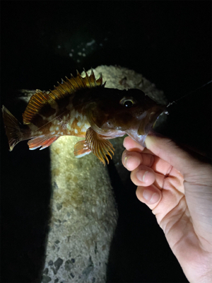 メバリング調査