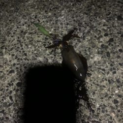ナイトエギング釣行
