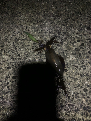 ナイトエギング釣行