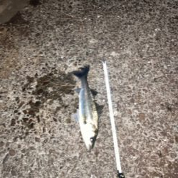 シーバス絶好調！