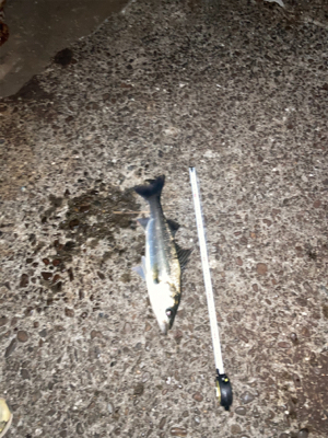 シーバス絶好調！