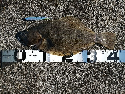 ライトショアジギング