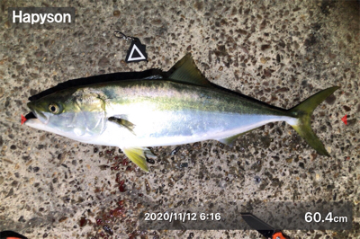 1ヶ月ぶりのメジロ