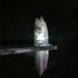 アジング サバング