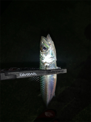 アジング サバング