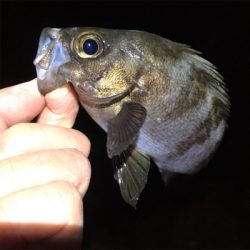 メバリング開幕