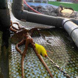 明石でタコ狙い