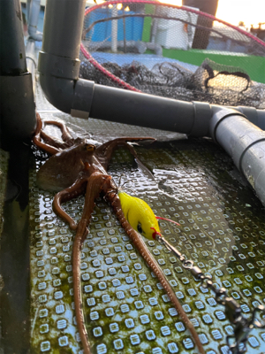 明石でタコ狙い