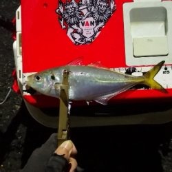 アジング練習 211