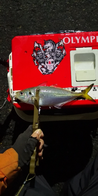 アジング練習 211