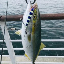 コスモスクエア釣果