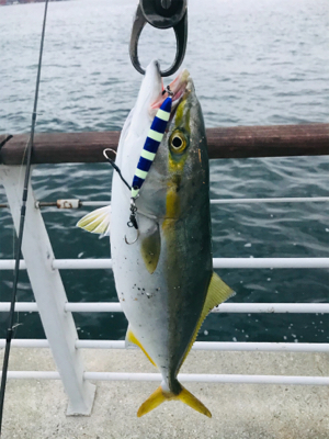 コスモスクエア釣果