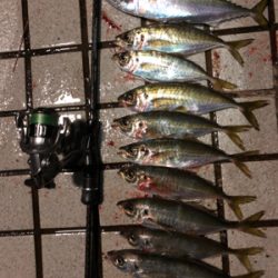 アジを食べさせたくて