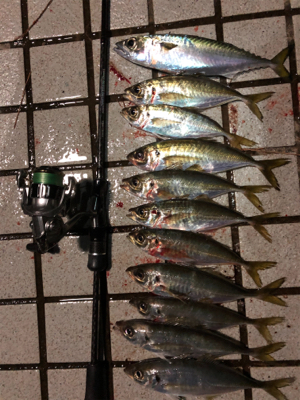 アジを食べさせたくて