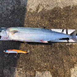 サワラ、サゴシの回遊アリ