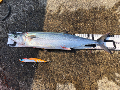 サワラ、サゴシの回遊アリ