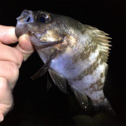 渋いメバリング