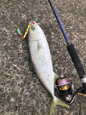 また青物復活か