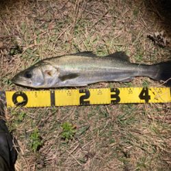 なんとか釣れました