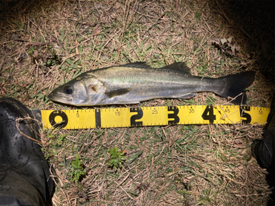 なんとか釣れました