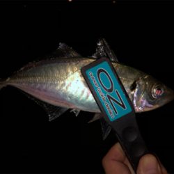 太っちょアジさんに遭遇