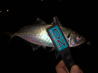 太っちょアジさんに遭遇