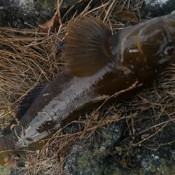 ロックシーズン開幕！