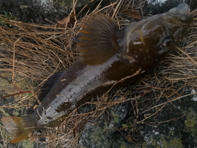 ロックシーズン開幕！