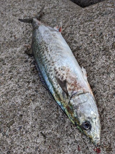 サゴシパーティー