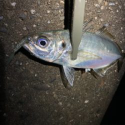 尺アジはなかなか釣れない