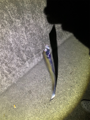 ウキ釣りでタチウオ