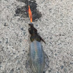 渋くなりました！