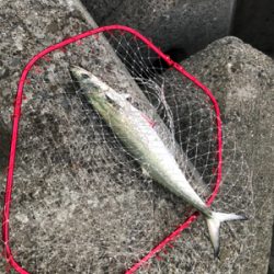 サゴシカッター