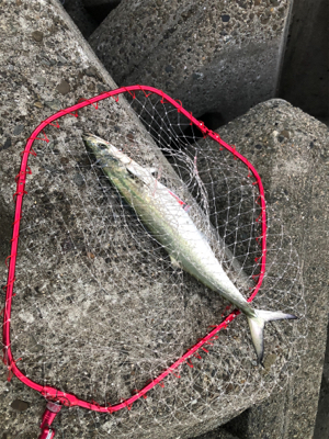 サゴシカッター