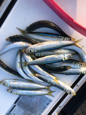 今年のアジは渋いんかなぁ。イワシは乱舞してましたw