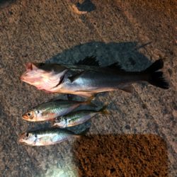 エビ撒き釣りでハネとアジ