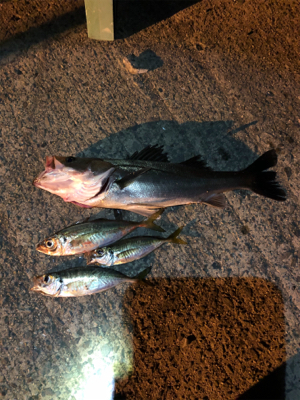 エビ撒き釣りでハネとアジ