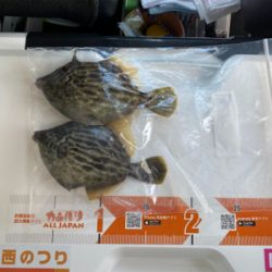 3週連続、深日港へカレイ釣り
