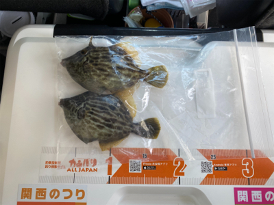 3週連続、深日港へカレイ釣り